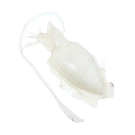 Sepia del mediterráneo - Imagen 6