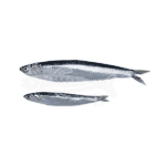 Boquerón pequeño