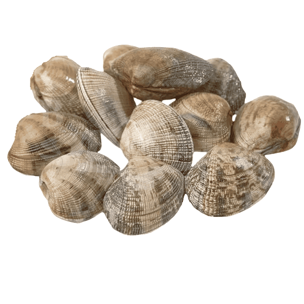 5 ALMEJA GALLEGA Almeja Gallega grande 250 gr. - Imagen 1