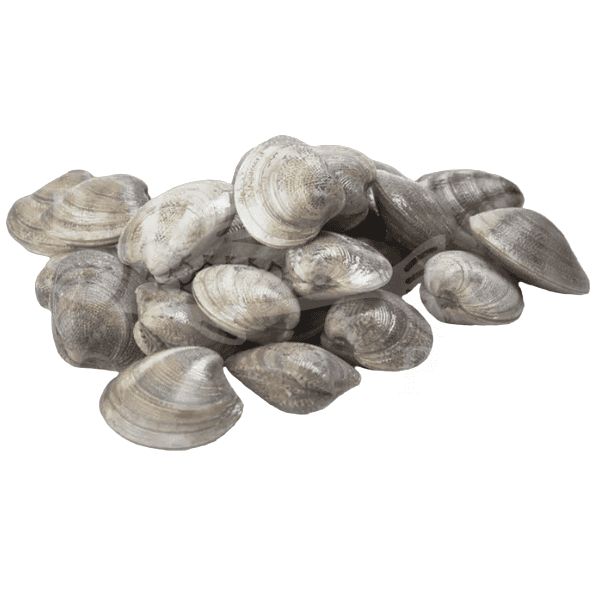 ROSSELLONA MEDITERRANI Almeja Rosellona Chirla 250 gr. - Imagen 1