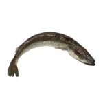 Palangre (pieza de 1,5 kg.)